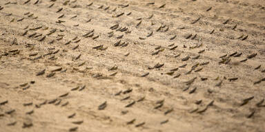 Enorme Sch&auml;den durch Heuschreckenplage