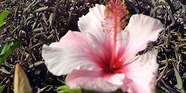 hibiskus