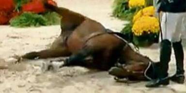 Millionen-Pferd bricht tot zusammen