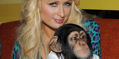 Paris steht auf Schimpansen