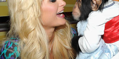 Paris steht auf Schimpansen