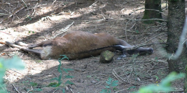 Biker stirbt nach Crash mit Hirsch