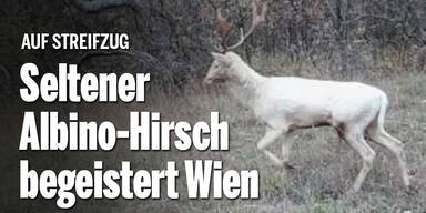 Seltener Albino-Hirsch begeistert Wien