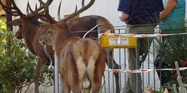 Zahme Rothirsche leben in deutscher Stadt