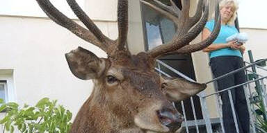 Zahme Rothirsche leben in deutscher Stadt