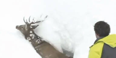 Tier eingeschneit: Hirsch-Leben gerettet