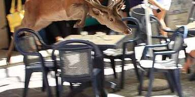 Hirschjagd in Bozen - Sechsender erschossen