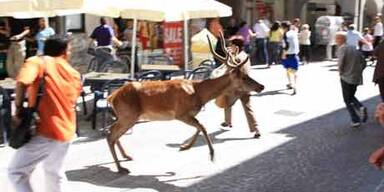 Hirschjagd in Bozen - Sechsender erschossen