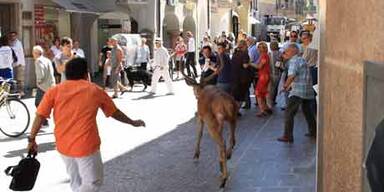 Hirschjagd in Bozen - Sechsender erschossen