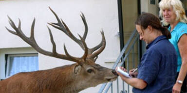 Zahme Rothirsche leben in deutscher Stadt