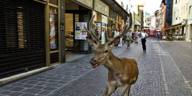 Hirschjagd in Bozen - Sechsender erschossen