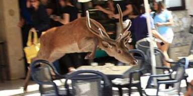 Hirschjagd in Bozen - Sechsender erschossen