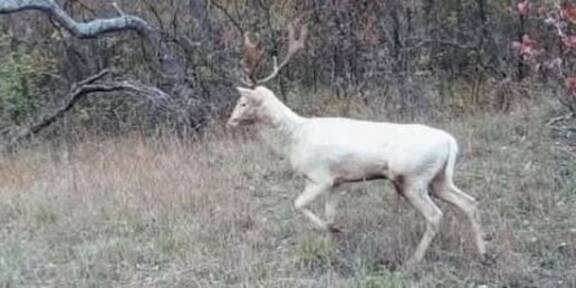 Seltener Albino-Hirsch begeistert Wien 