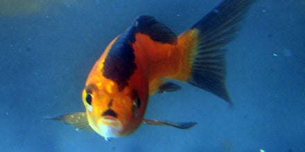 Adolf Hitler Fisch
