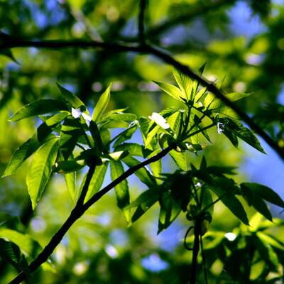 Cape Cod, Massachusetts/USA
