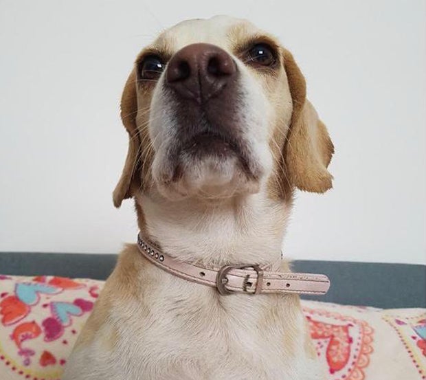 Beagle-Hündin aus Garten in Wien entführt