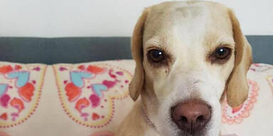 R&auml;tsel um entf&uuml;hrte H&uuml;ndin 'Holly'