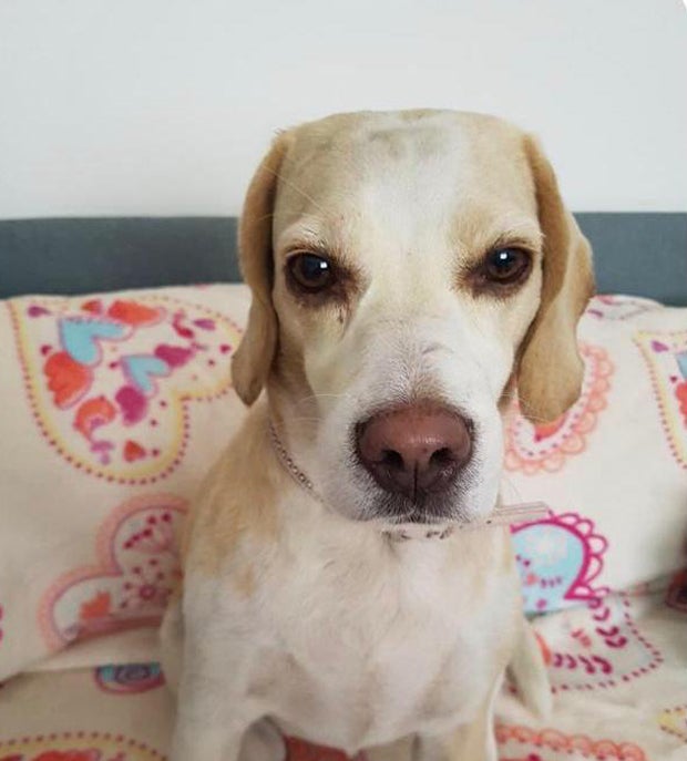 Beagle-Hündin aus Garten in Wien entführt