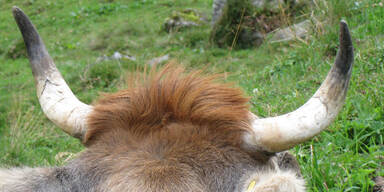 Vor Verkauf: Bauer klebt Rind ein Horn an