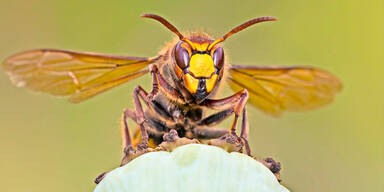 Hornissen-Attacke: Schulklassen geraten in Insektenschwarm