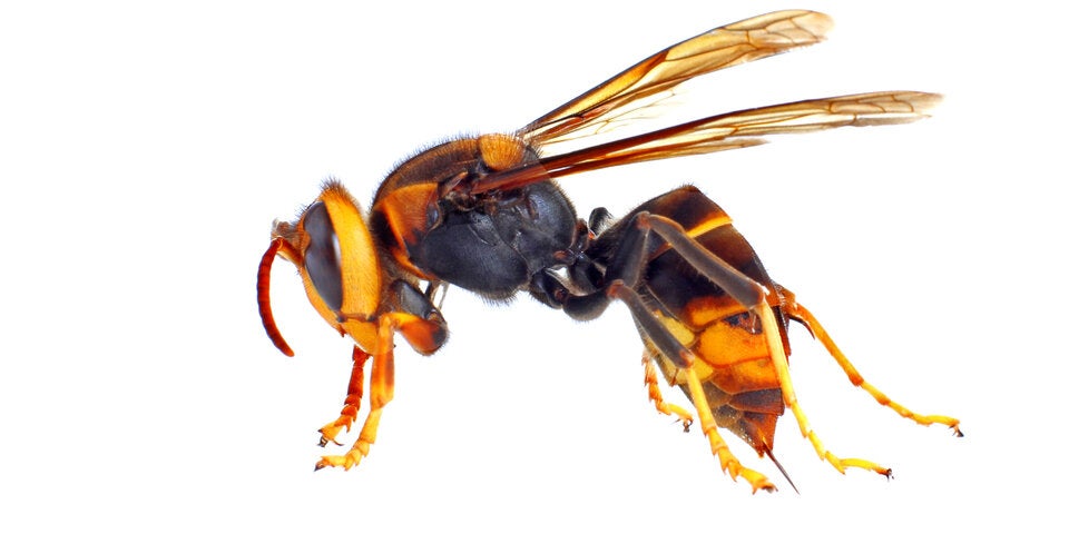 Asiatische Hornisse