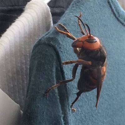 Monster-Hornisse schockt das Internet