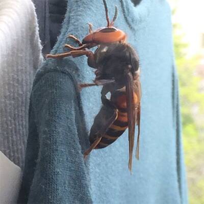 Monster-Hornisse schockt das Internet