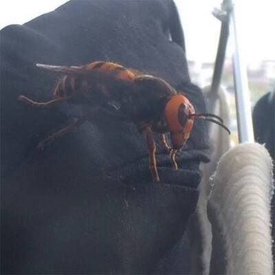 Monster-Hornisse schockt das Internet