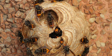 Asiatische Hornisse