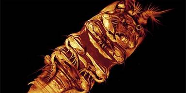 Horrorwesen aus der Tiefsee