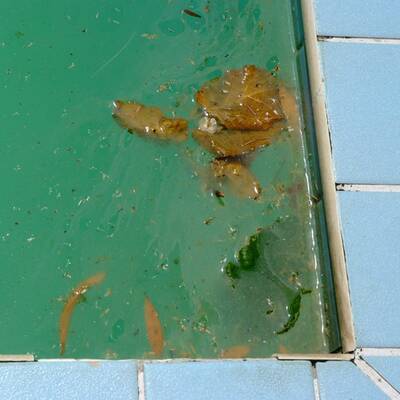 Sunna Park Hotel & Apartments in Paguera, Mallorca