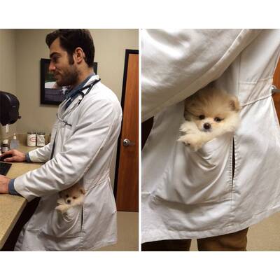 Dr. Evan Antin - Der heißeste Tierarzt der Welt 