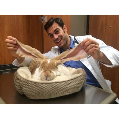 Dr. Evan Antin - Der heißeste Tierarzt der Welt 