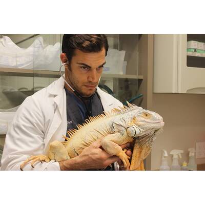Dr. Evan Antin - Der heißeste Tierarzt der Welt 