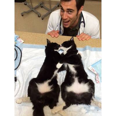 Dr. Evan Antin - Der heißeste Tierarzt der Welt 