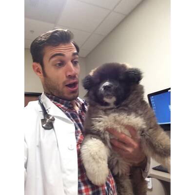 Dr. Evan Antin - Der heißeste Tierarzt der Welt 