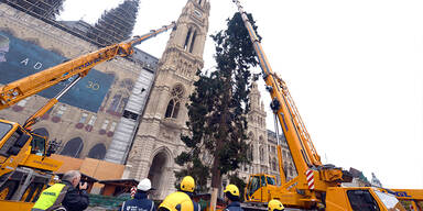 Christbaum Rathausplatz