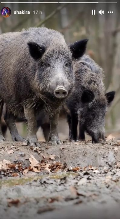 Wildschwein-Attacke auf Shakira