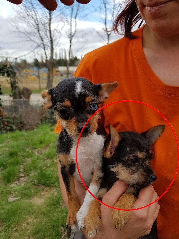 Dieser süße Welpe wurde gestohlen