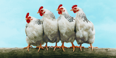 Wie Fipronil in die Hennen-Haltung kam