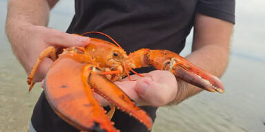 Oranger Hummer gerettet