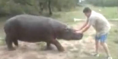 Haus-Nilpferd t&ouml;tet seinen Besitzer