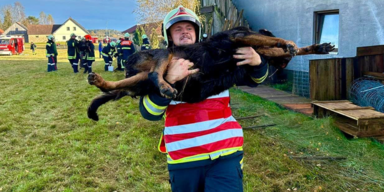 Hund gerettet