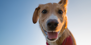 hund wüste.png