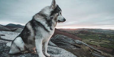 hund wolf game of thrones