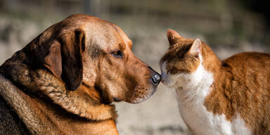 hund katze haustier