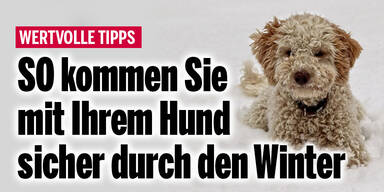 SO kommen Sie mit Ihrem Hund sicher durch den Winter
