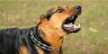 Hund griff Polizisten an