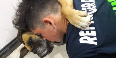 Angst vor Feuerwerk: Hund stirbt an Herzinfarkt