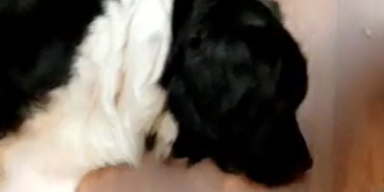 Hund